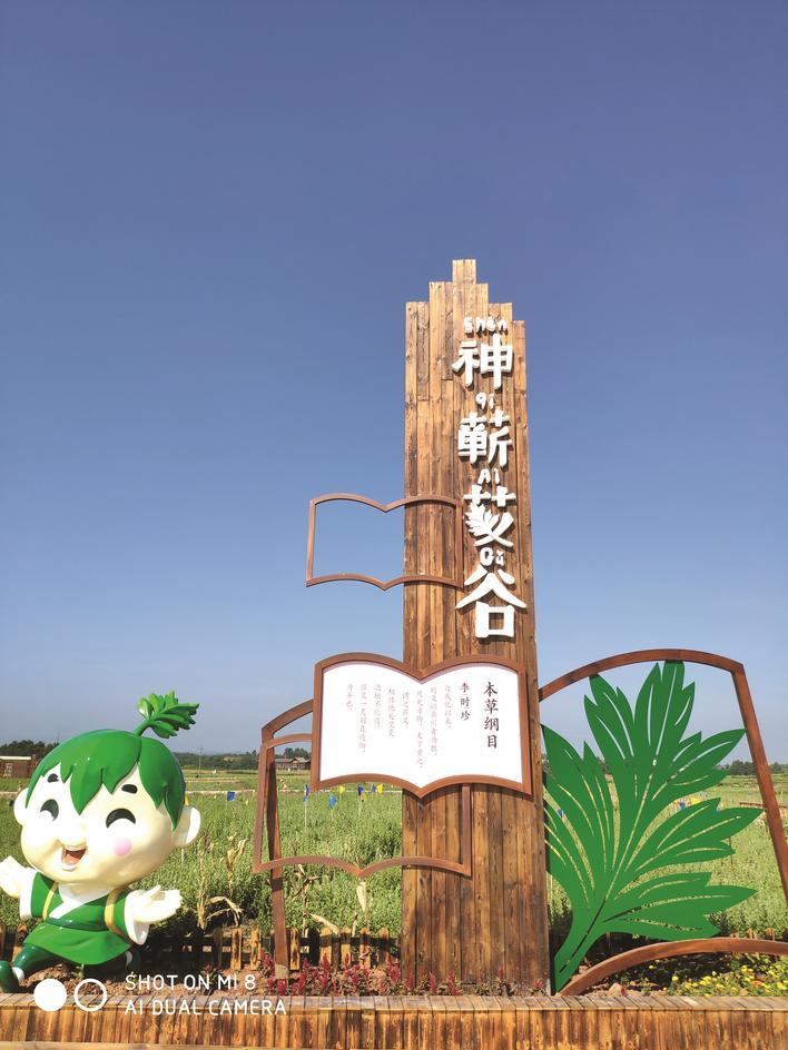 一株蕲艾从医圣故里飘香全球