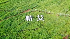 蕲春“放大招”，联手全球艾企共建产业联盟