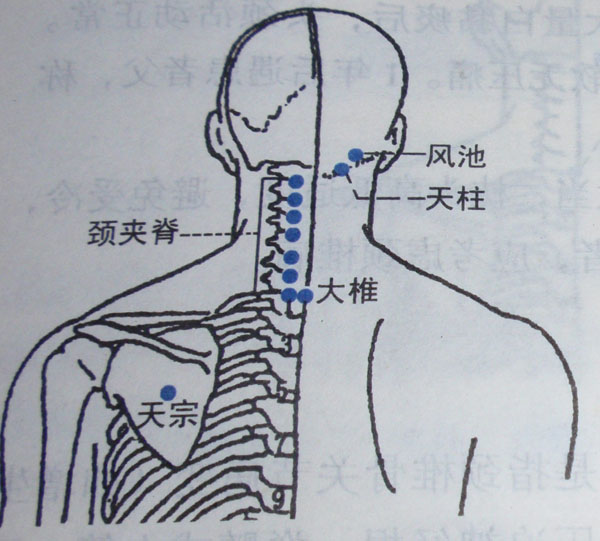 颈夹脊穴在哪儿