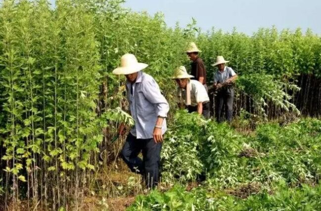 艾农收割艾叶