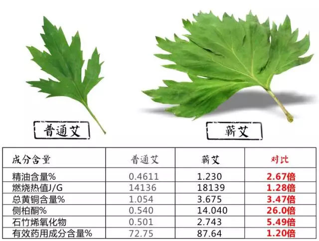 蕲艾