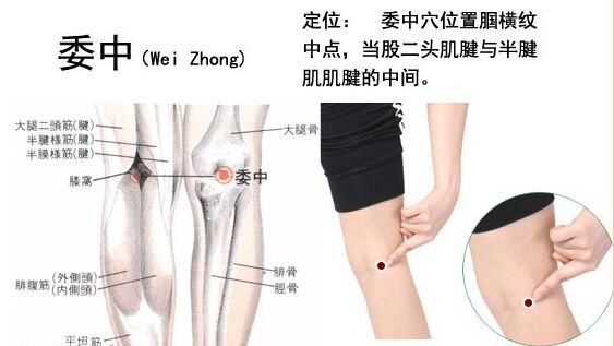 委中穴位位置图