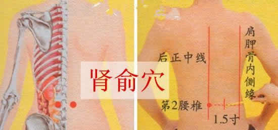 肾俞的准确位置图