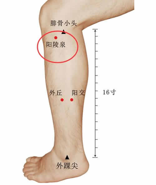 阳陵泉穴_阳陵泉作用_阳陵泉视频