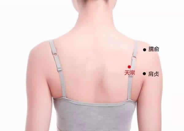 天宗穴准确位置图