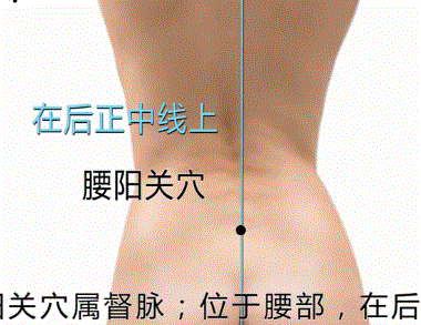 腰阳关穴准确位置图