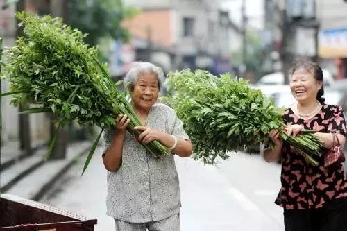 艾草好吗