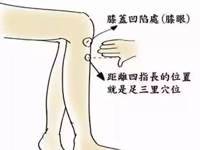 三阴交准确位置图