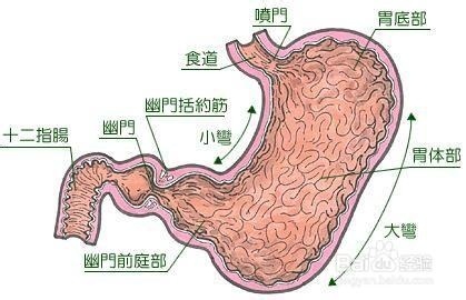 胃病都艾灸哪些穴位,急性胃疼可立竿见影 胃病都艾灸哪些穴位