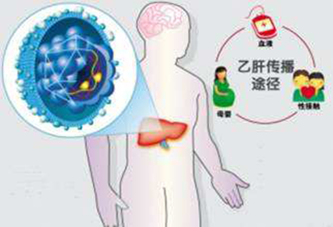 肝脏在那里