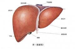 肝脏不好艾灸怎么调理
