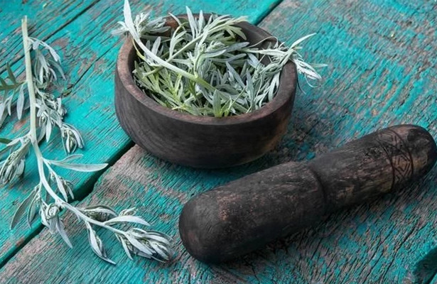 艾草种植