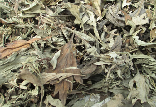 怎样用艾草熏房间