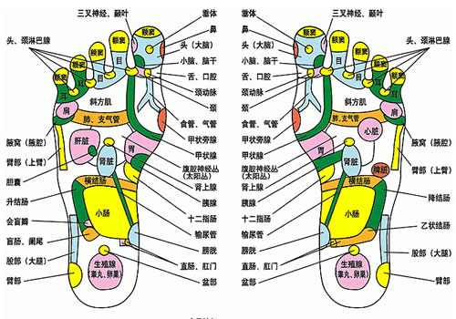 足部反射区示意图