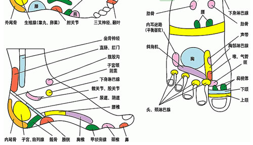 足部反射区示意图