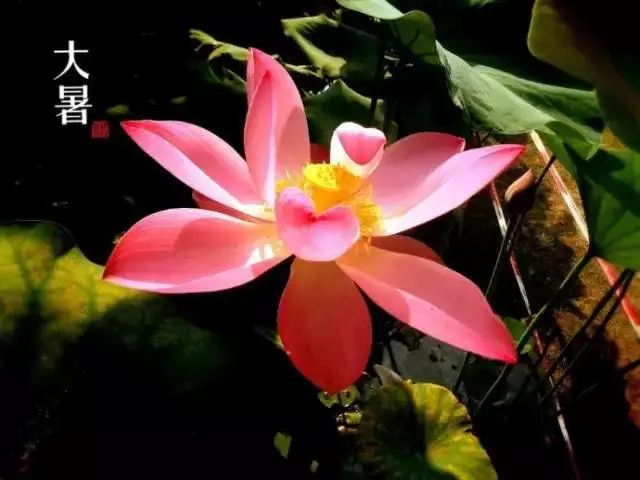 24节气灸艾灸疗法