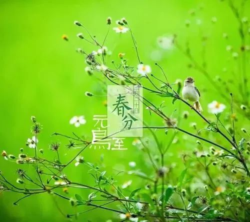 24节气灸艾灸疗法