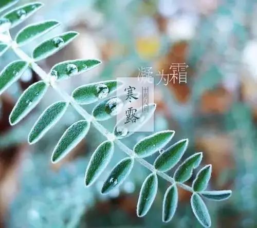 24节气灸艾灸疗法