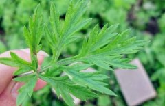 艾灸禁忌_艾灸的8个错误习惯