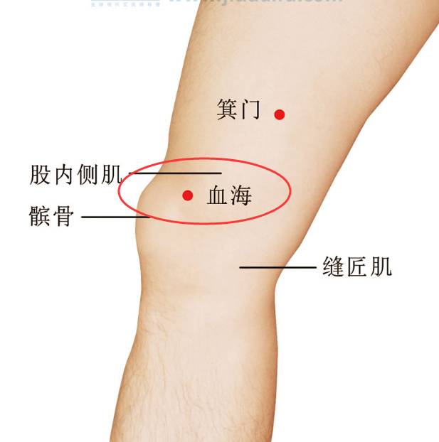 血海穴位位置图