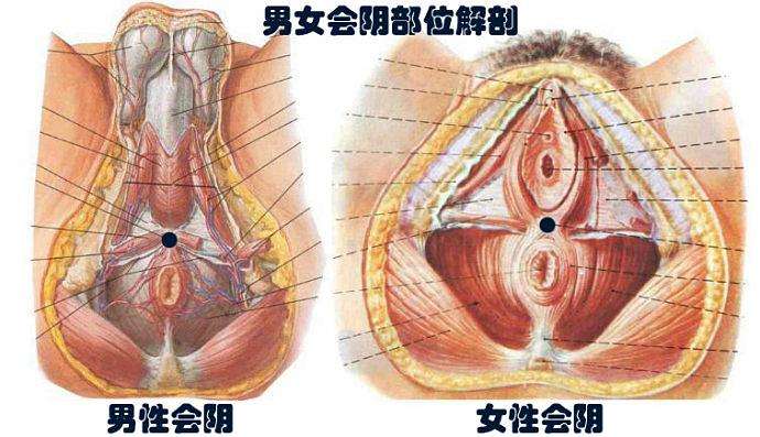会阴穴穴位图