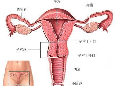 宫颈糜烂与不孕