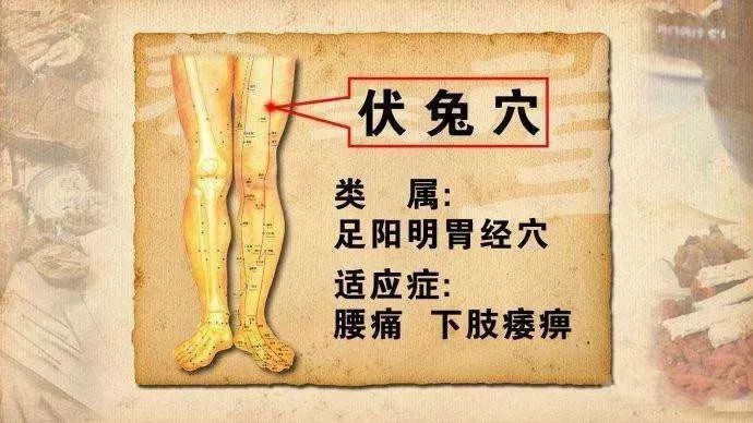 伏兔穴