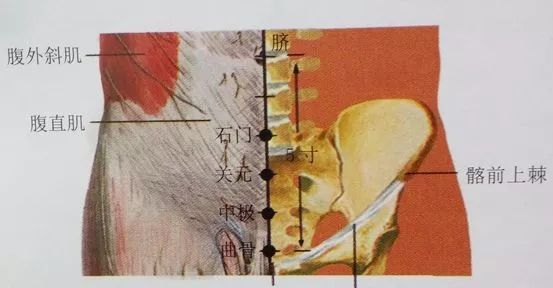 补肾藏精不再遗精,艾柱灸中极曲骨膏肓!