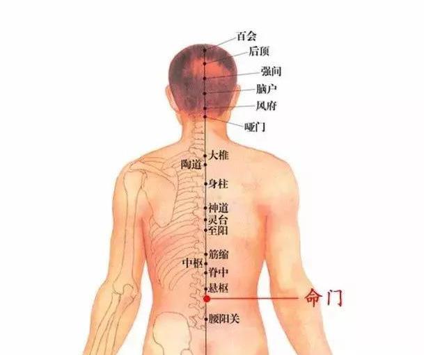 肾的两个作用