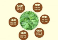 艾灸的功效很多你知道多少