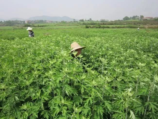艾灸贴效果