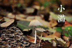 小满节气灸,艾灸清暑祛湿防风疹!