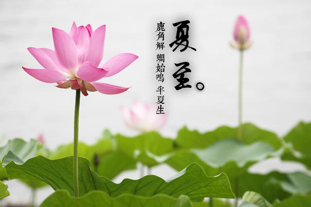 夏至艾灸督脉,升一身之阳断全身百病!