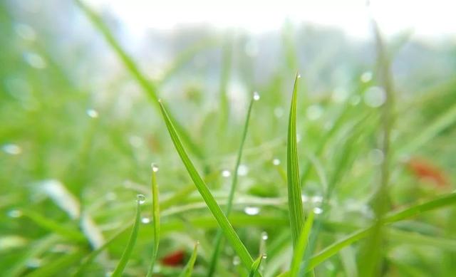 雨水节气艾灸