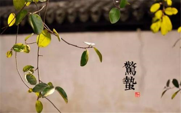 惊蛰到春光俏,艾灸养生作用很重要！