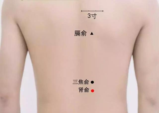 补肾穴位