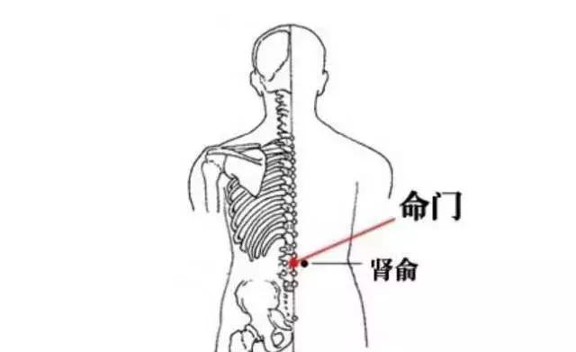 命门肾俞