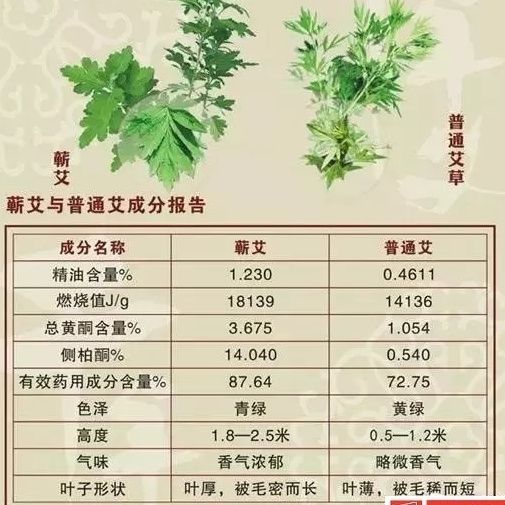 蕲艾