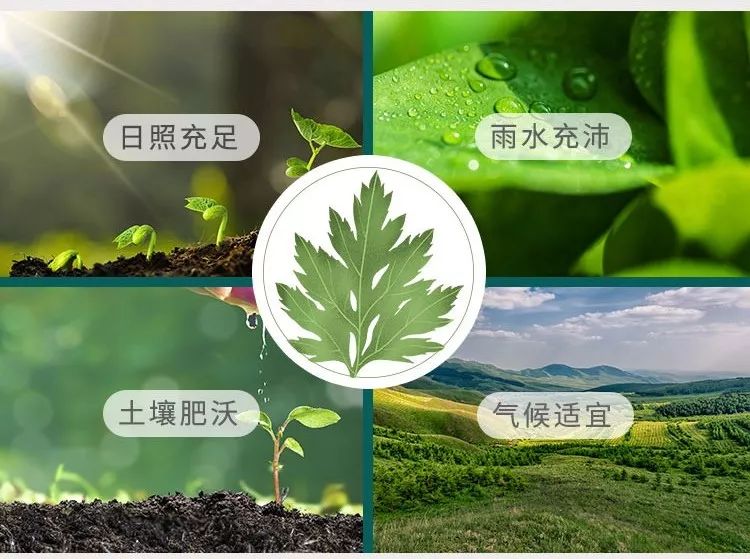 蕲艾