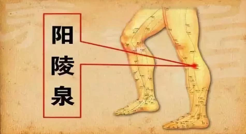 阳陵泉穴