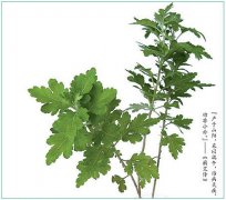 第三章艾灸材料第一节艾叶