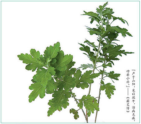 艾的历史和用途