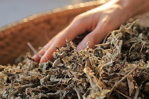 第二章第五节艾叶的其它应用