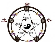中篇第一章中医基础理论第二节脏腑