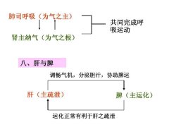 中篇第一章中医基础理论:脏腑之间的相互关系