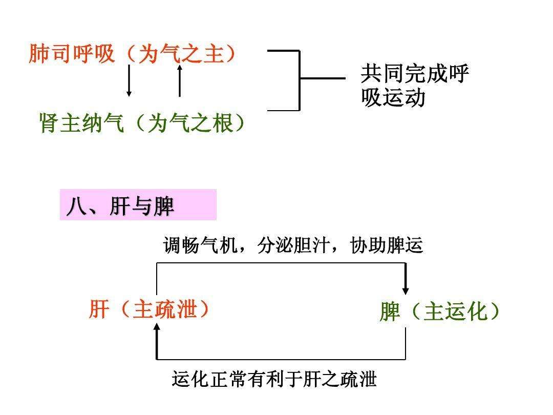 脏腑之间的相互关系