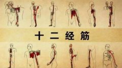 中篇第一章中医基础理论:十二经筋