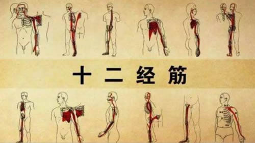 十二经筋