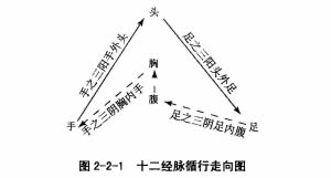 十二经脉的循行走向与交接