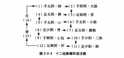 十二经脉的循环流注